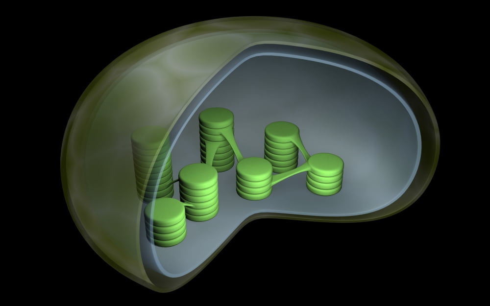 Conceptual image of chloroplast Canvas Art - Stocktrek Images (36 x 23)