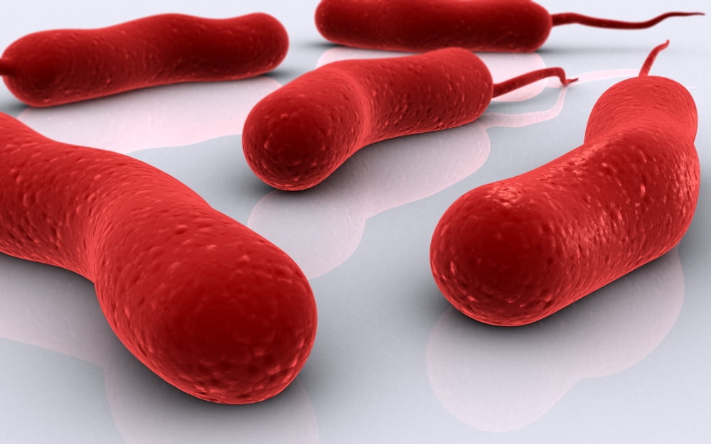 Conceptual image of cholerae bacteria Canvas Art - Stocktrek Images (36 x 23)