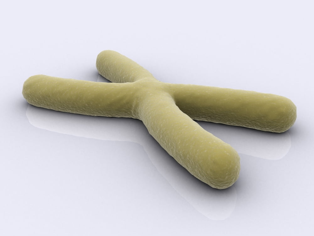 Conceptual image of chromosome Canvas Art - Stocktrek Images (17 x 13)