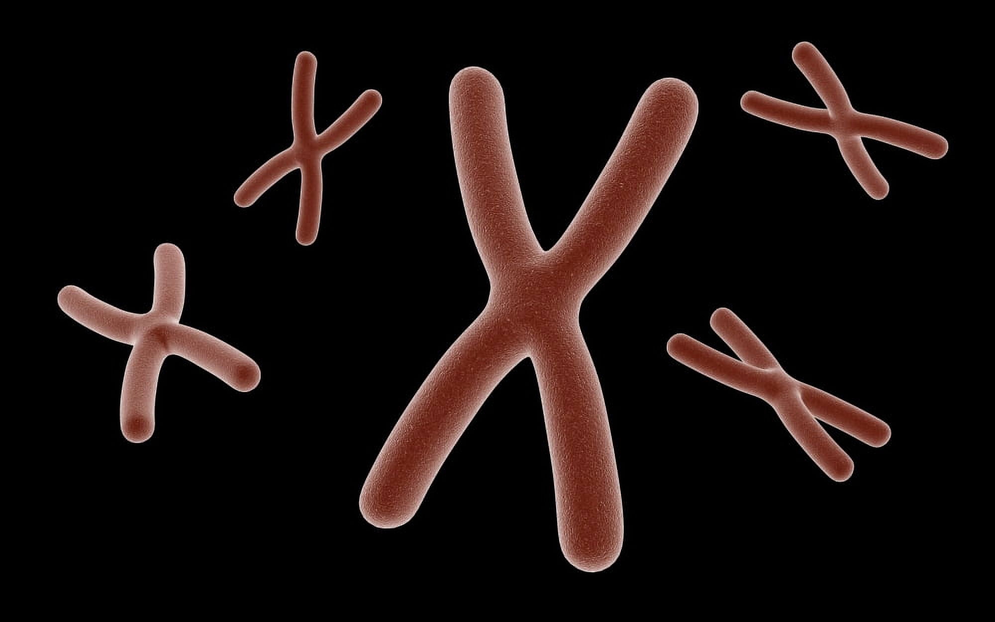 Conceptual image of chromosome Canvas Art - Stocktrek Images (18 x 12)