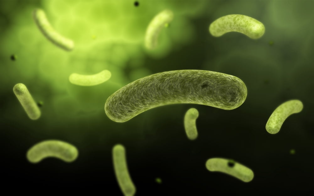 Conceptual image of common bacteria Canvas Art - Stocktrek Images (18 x 12)