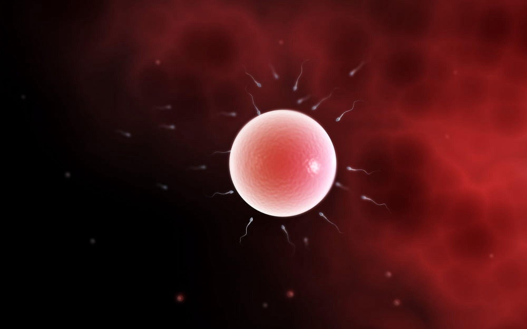 Conceptual image of common fertilization Canvas Art - Stocktrek Images (18 x 12)