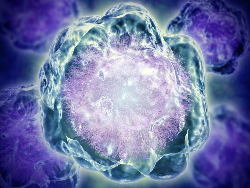 Conceptual image of cytoskeleton Canvas Art - Stocktrek Images (17 x 13)