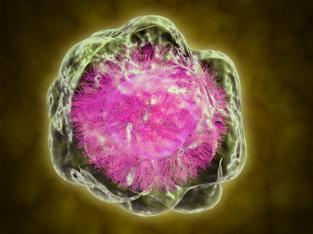 Conceptual image of cytoskeleton Canvas Art - Stocktrek Images (33 x 25)