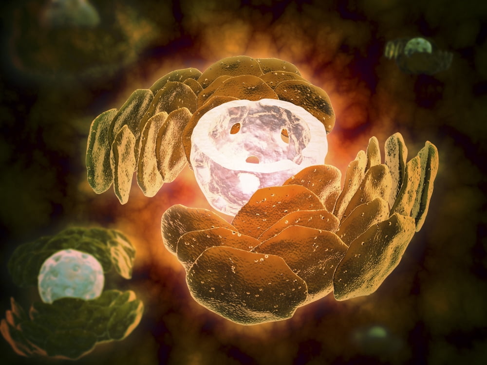 Conceptual image of endoplasmic reticulum around a cell nucleus Canvas Art - Stocktrek Images (33 x 25)
