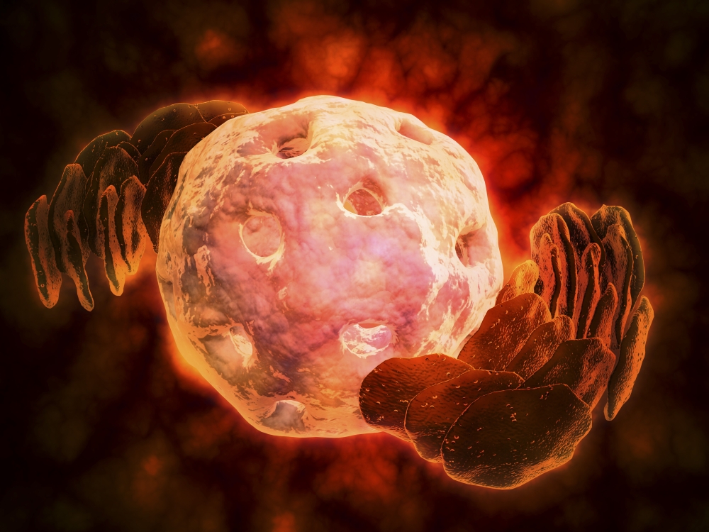 Conceptual image of endoplasmic reticulum around a cell nucleus Canvas Art - Stocktrek Images (33 x 25)
