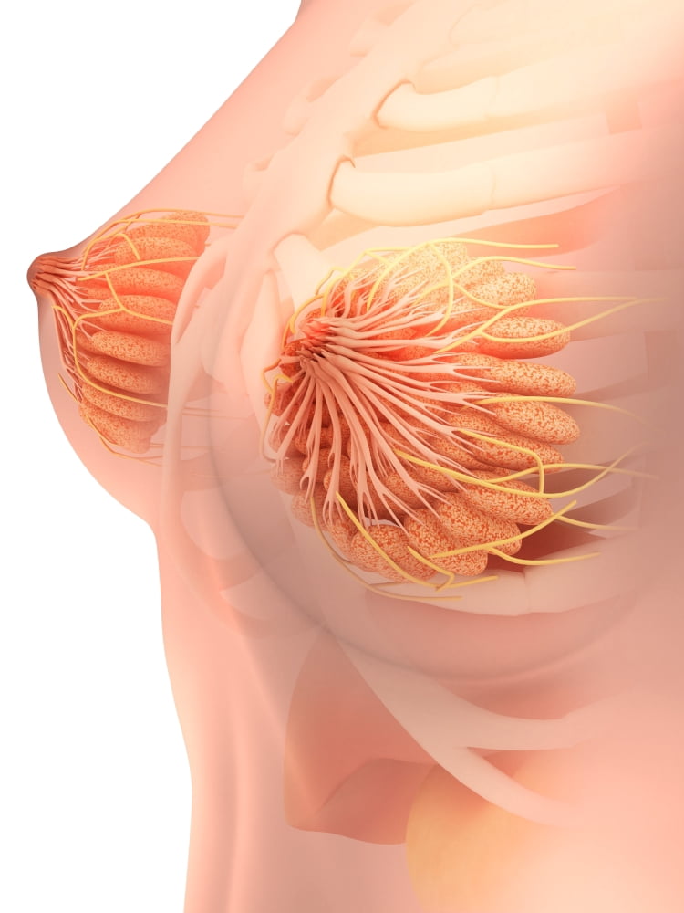 Conceptual image of female breast anatomy Canvas Art - Stocktrek Images (25 x 33)