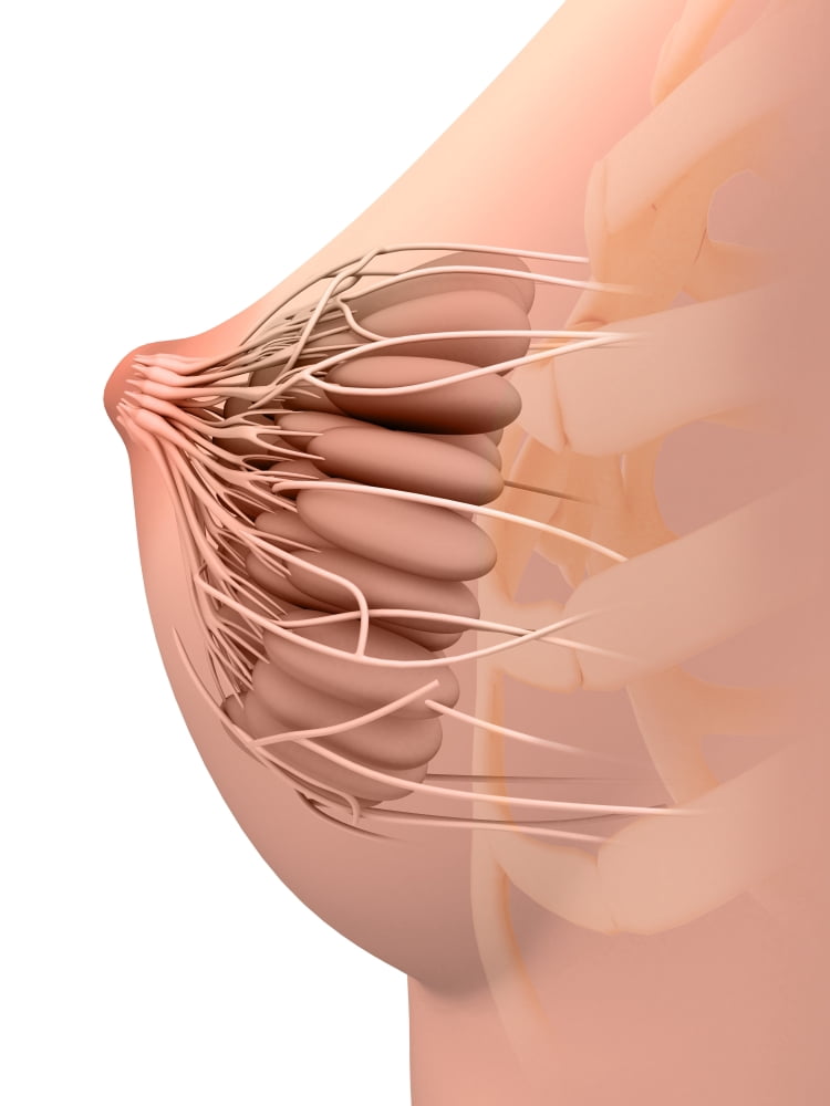 Conceptual image of female breast anatomy Canvas Art - Stocktrek Images (25 x 33)