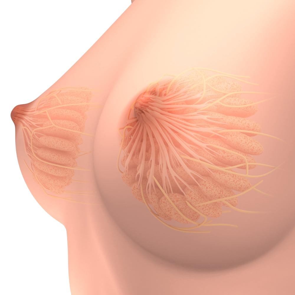 Conceptual image of female breast anatomy Canvas Art - Stocktrek Images (29 x 29)
