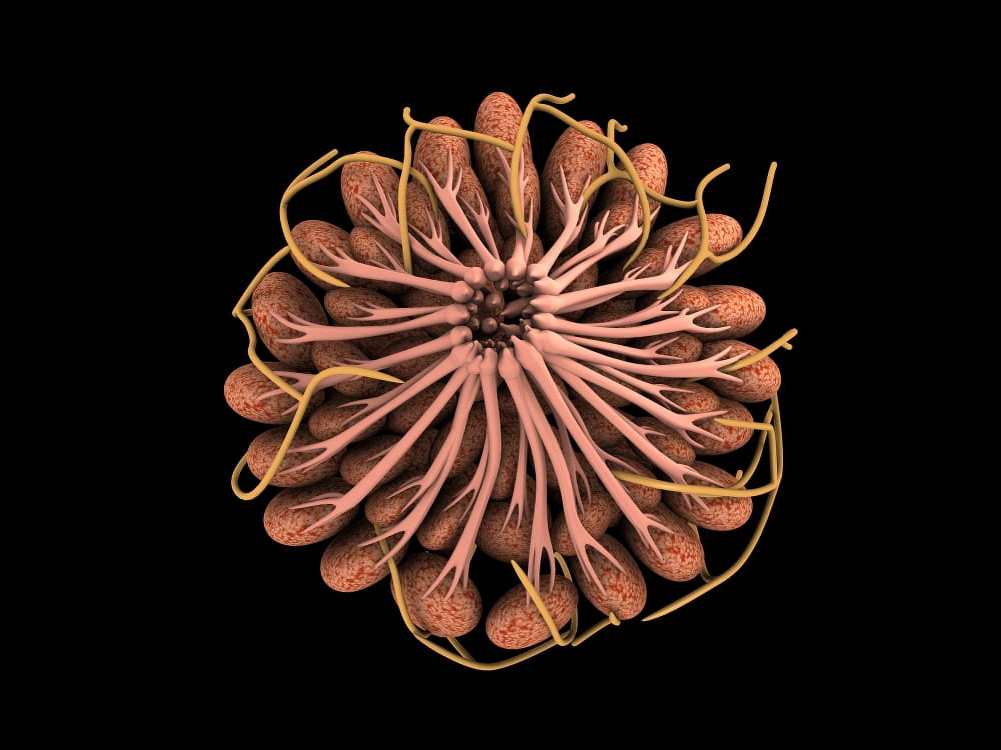 Conceptual image of female breast anatomy Canvas Art - Stocktrek Images (33 x 25)