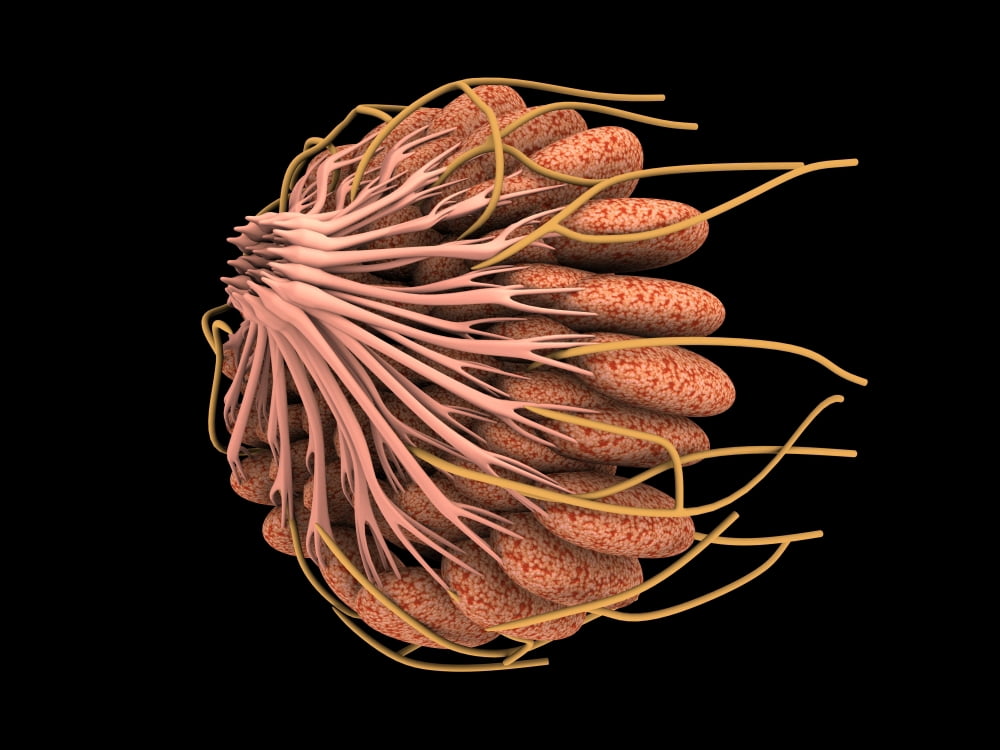 Conceptual image of female breast anatomy Canvas Art - Stocktrek Images (33 x 25)