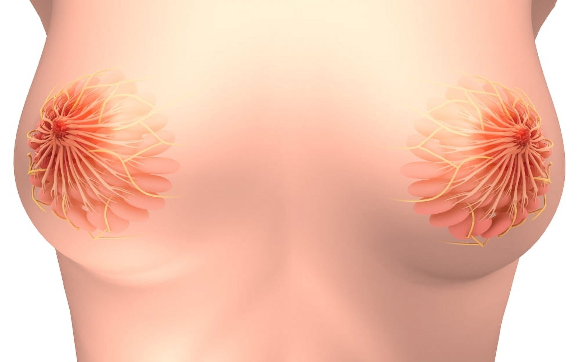 Conceptual image of female breast anatomy Canvas Art - Stocktrek Images (36 x 23)
