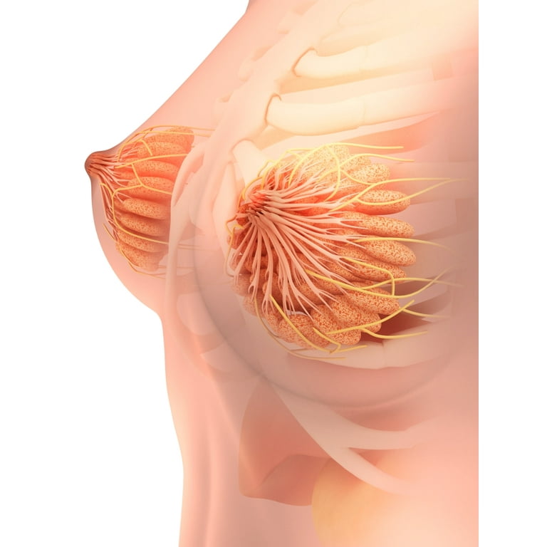 Conceptual image of female breast anatomy Poster Print (24 x 32) 