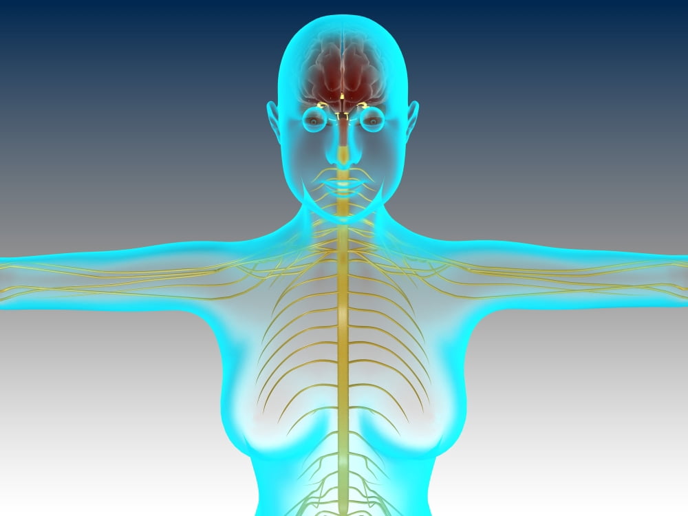 Conceptual image of female nervous system with brain Canvas Art - Stocktrek Images (17 x 13)