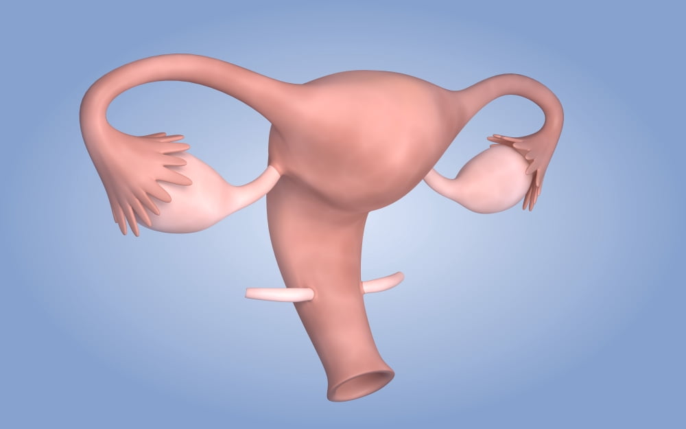 Conceptual image of female reproductive organ Canvas Art - Stocktrek Images (36 x 23)