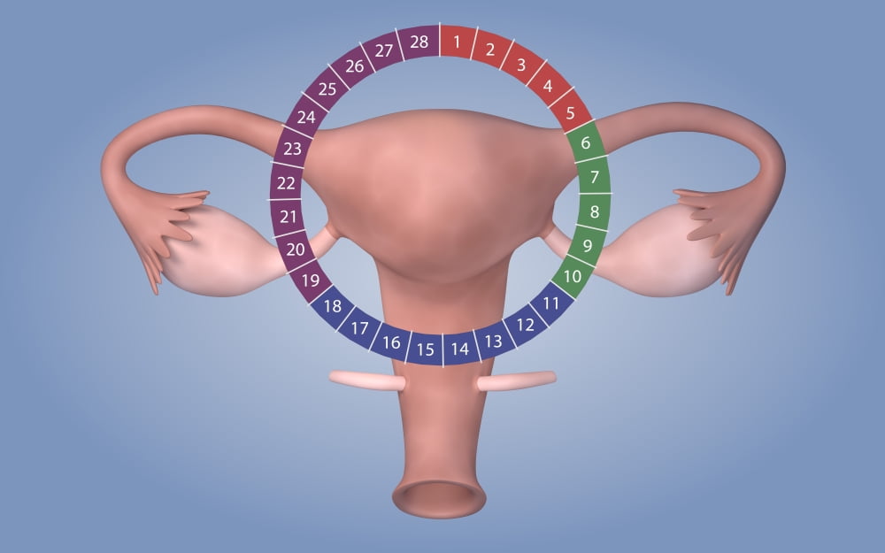 Conceptual image of female reproductive organ Canvas Art - Stocktrek Images (36 x 23)