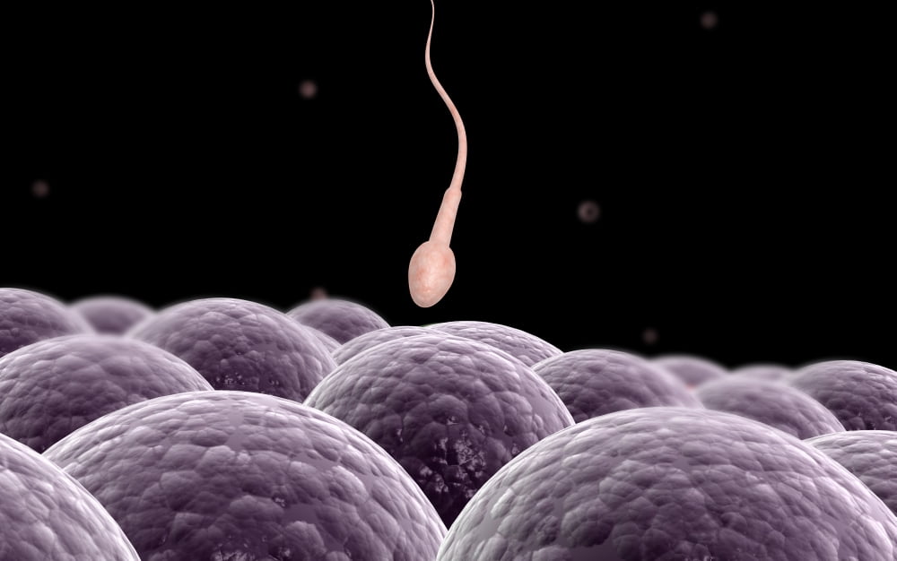 Conceptual image of fertilization Canvas Art - Stocktrek Images (36 x 23)