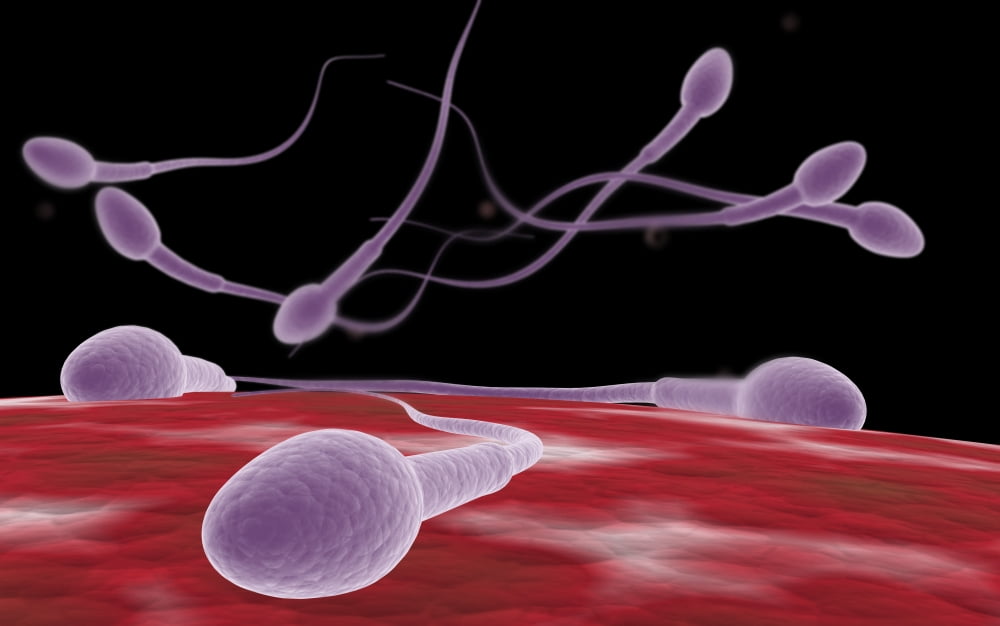 Conceptual image of fertilization Canvas Art - Stocktrek Images (36 x 23)