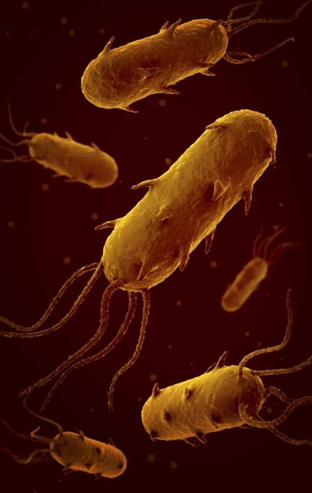 Conceptual image of flagellate bacterium Canvas Art - Stocktrek Images (23 x 36)