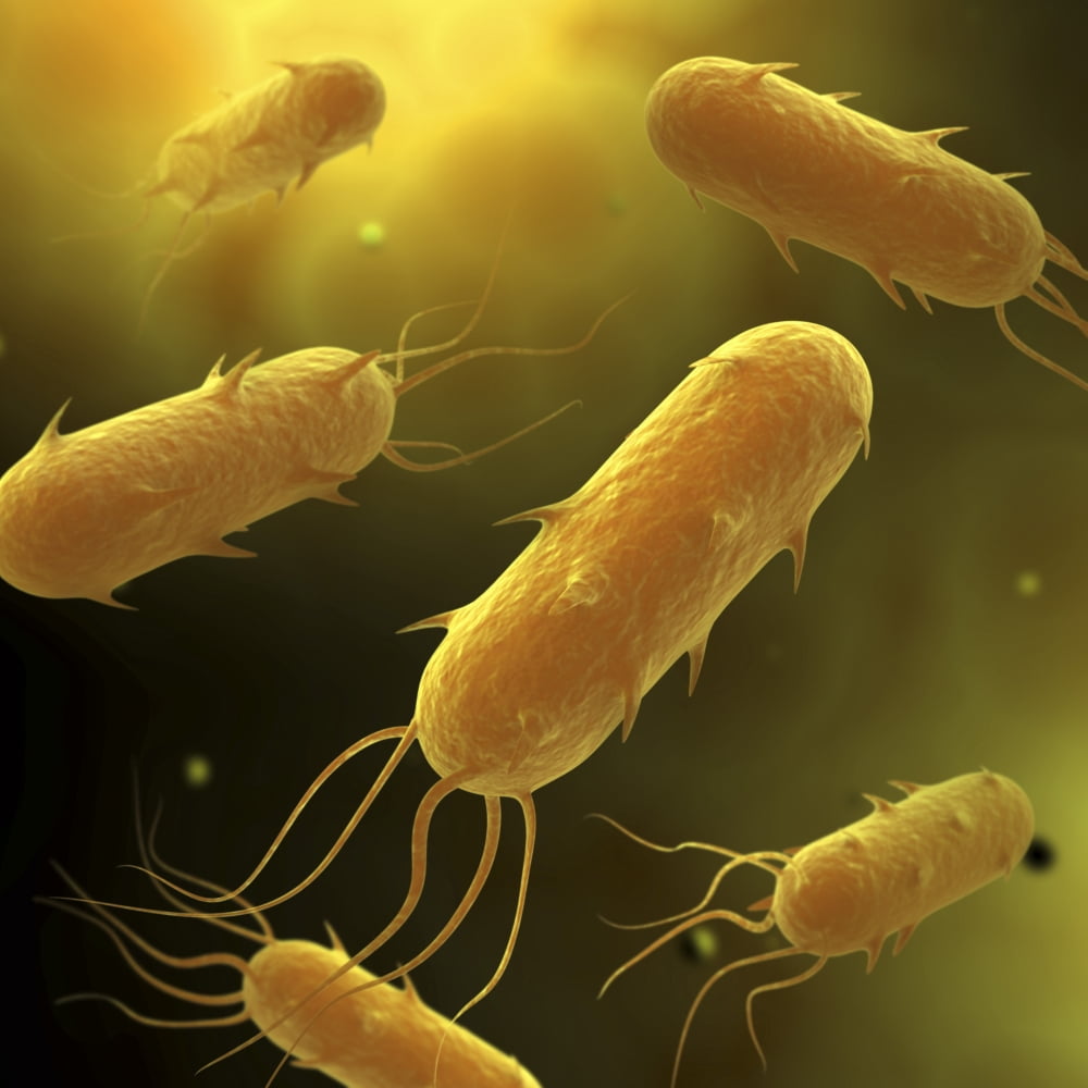 Conceptual image of flagellate bacterium Canvas Art - Stocktrek Images (29 x 29)