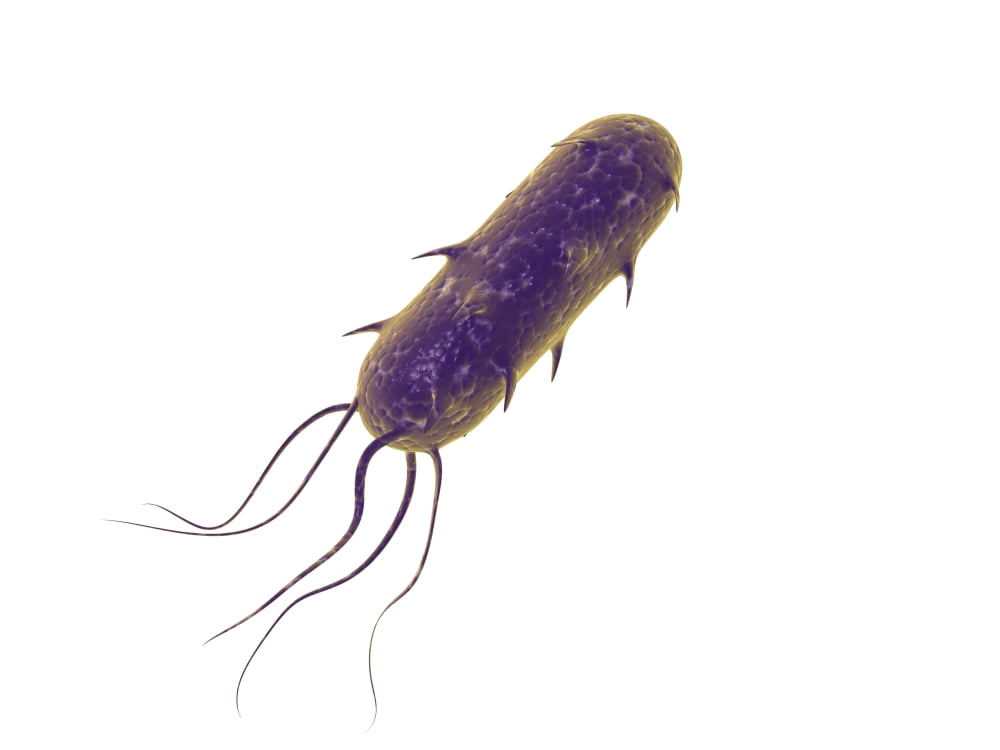 Conceptual image of flagellate bacterium Canvas Art - Stocktrek Images (33 x 25)