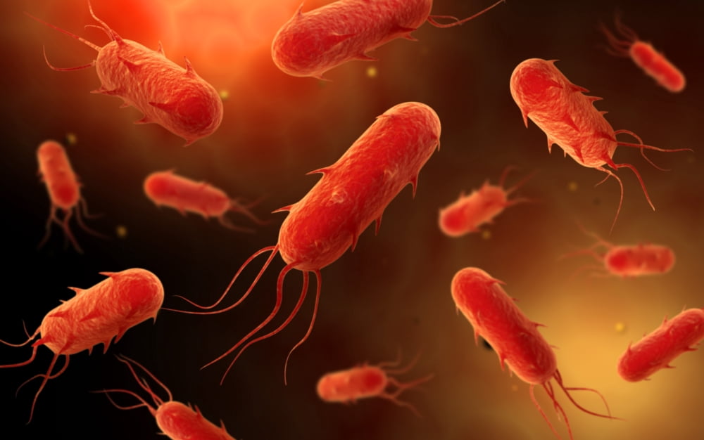 Conceptual image of flagellate bacterium Canvas Art - Stocktrek Images (36 x 23)