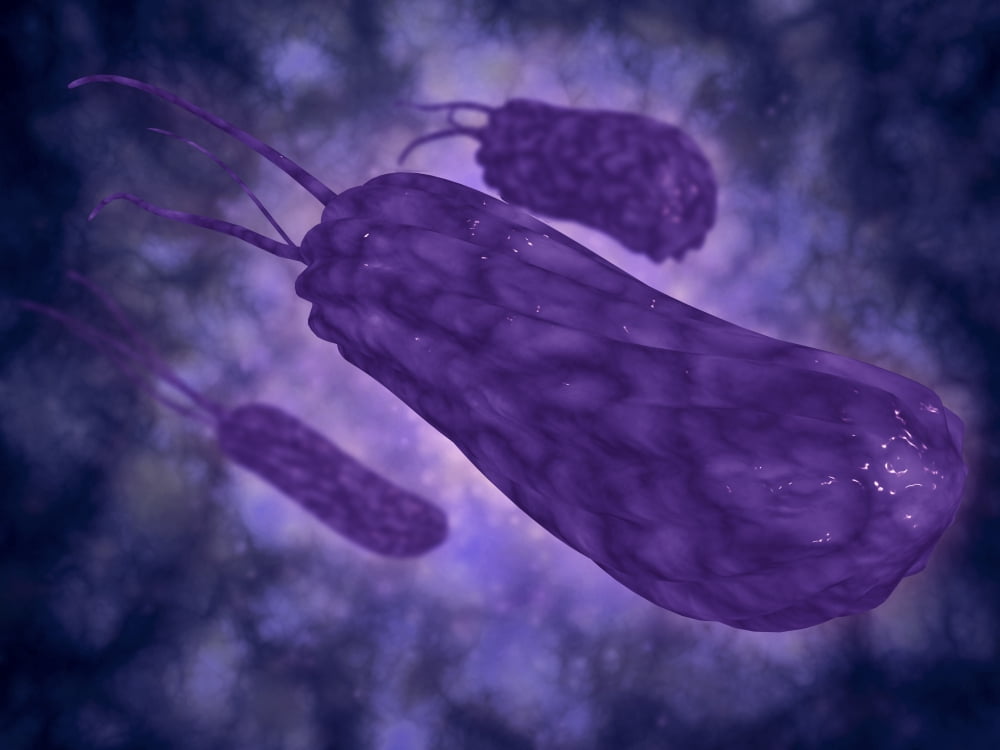 Conceptual image of helicobacter Canvas Art - Stocktrek Images (17 x 13)
