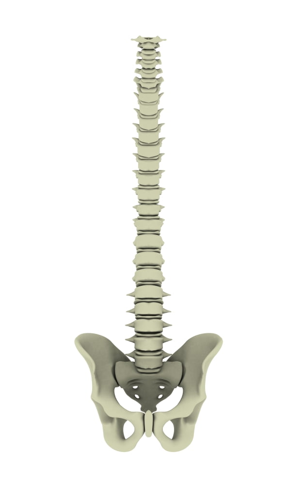 Conceptual image of human backbone Canvas Art - Stocktrek Images (12 x 18)