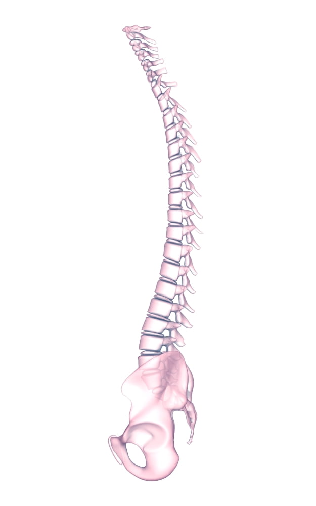 Conceptual image of human backbone Canvas Art - Stocktrek Images (12 x 18)
