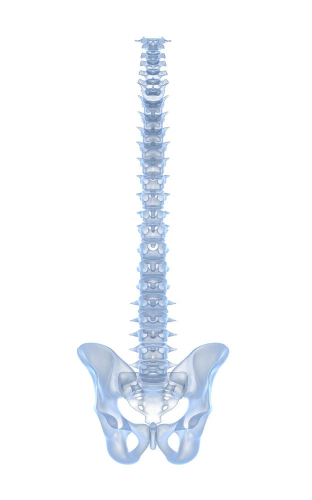 Conceptual image of human backbone Canvas Art - Stocktrek Images (12 x 18)