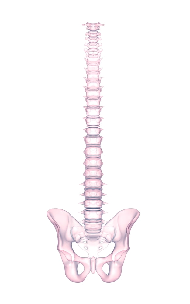 Conceptual image of human backbone Canvas Art - Stocktrek Images (12 x 18)