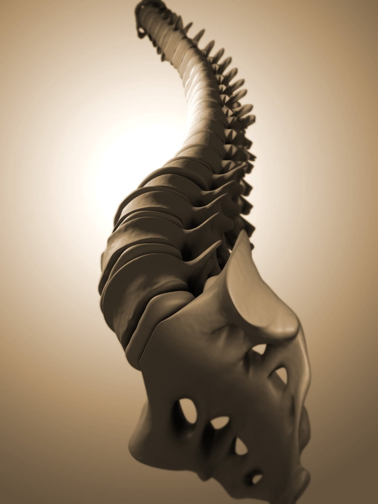 Conceptual image of human backbone Canvas Art - Stocktrek Images (13 x 17)