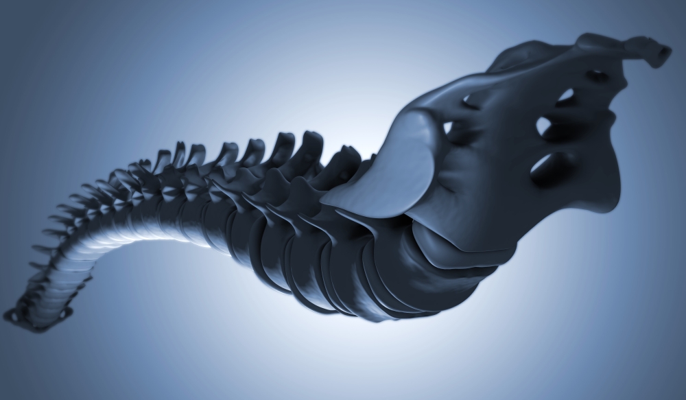 Conceptual image of human backbone Canvas Art - Stocktrek Images (19 x 11)