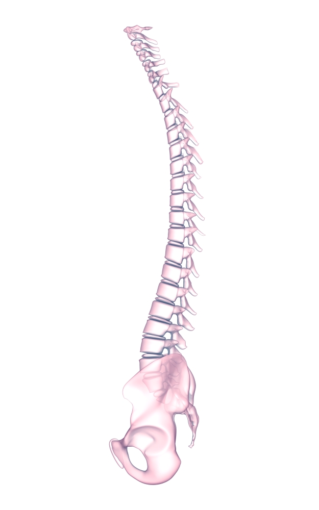 Conceptual image of human backbone Canvas Art - Stocktrek Images (23 x 36)
