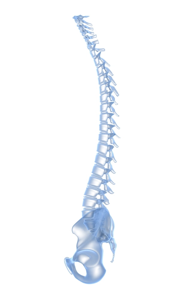 Conceptual image of human backbone Canvas Art - Stocktrek Images (23 x 36)