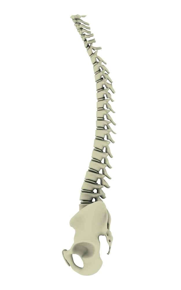 Conceptual image of human backbone Canvas Art - Stocktrek Images (23 x 36)