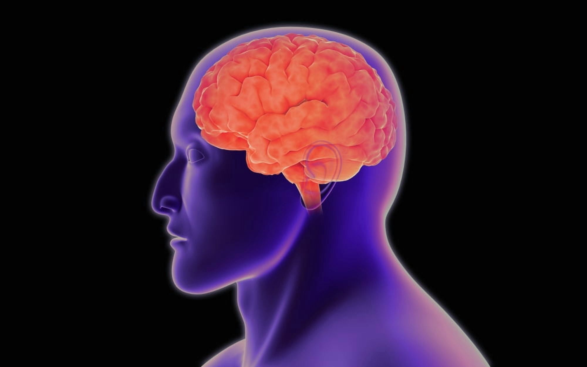 Conceptual image of human brain Canvas Art - Stocktrek Images (18 x 12)