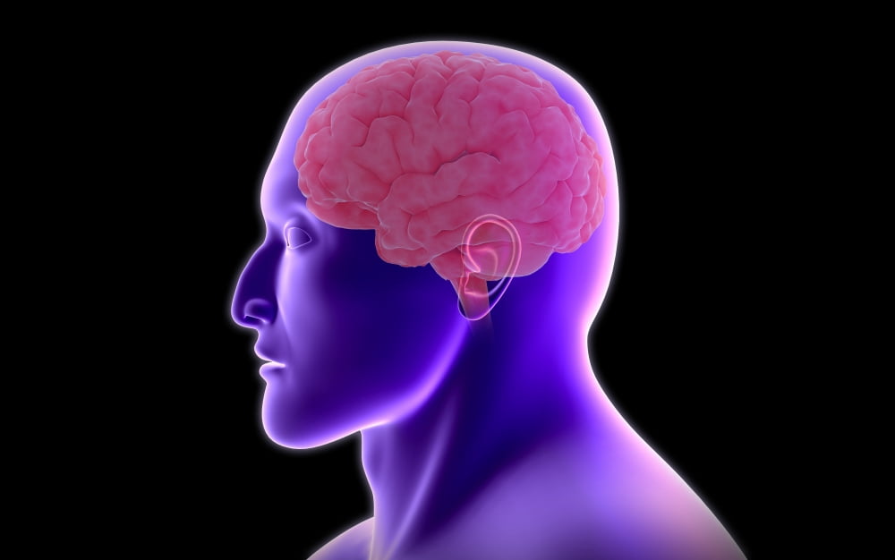 Conceptual image of human brain Canvas Art - Stocktrek Images (18 x 12)