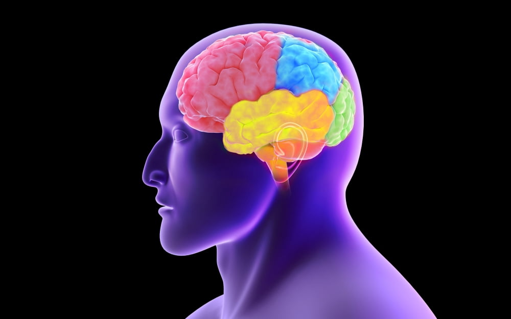 Conceptual image of human brain Canvas Art - Stocktrek Images (36 x 23)