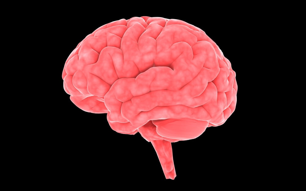 Conceptual image of human brain Canvas Art - Stocktrek Images (36 x 23)