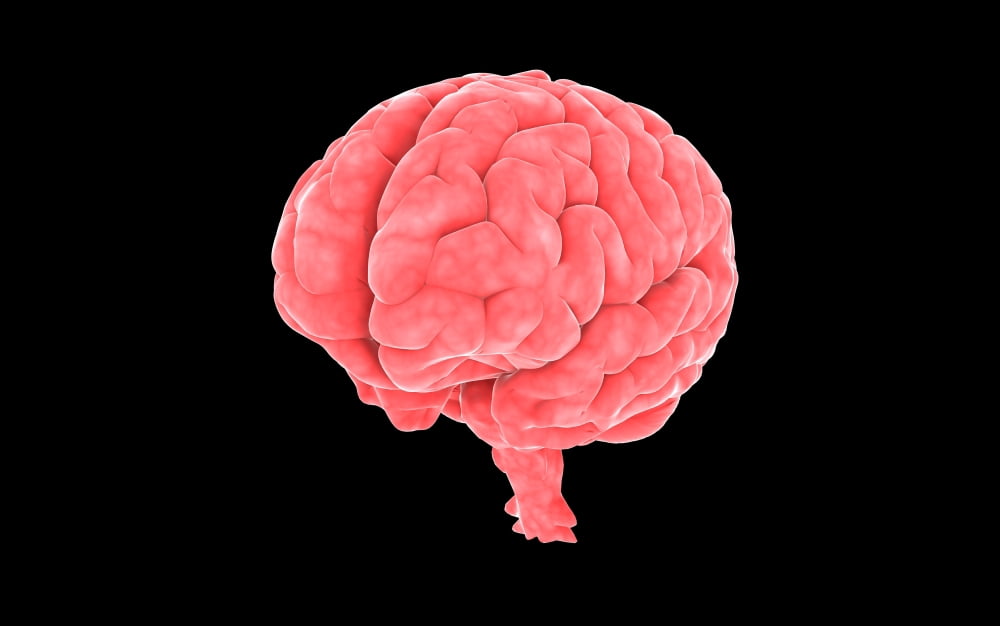 Conceptual image of human brain Canvas Art - Stocktrek Images (36 x 23)