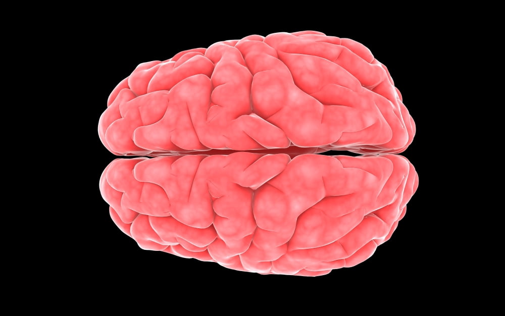 Conceptual image of human brain Canvas Art - Stocktrek Images (36 x 23)