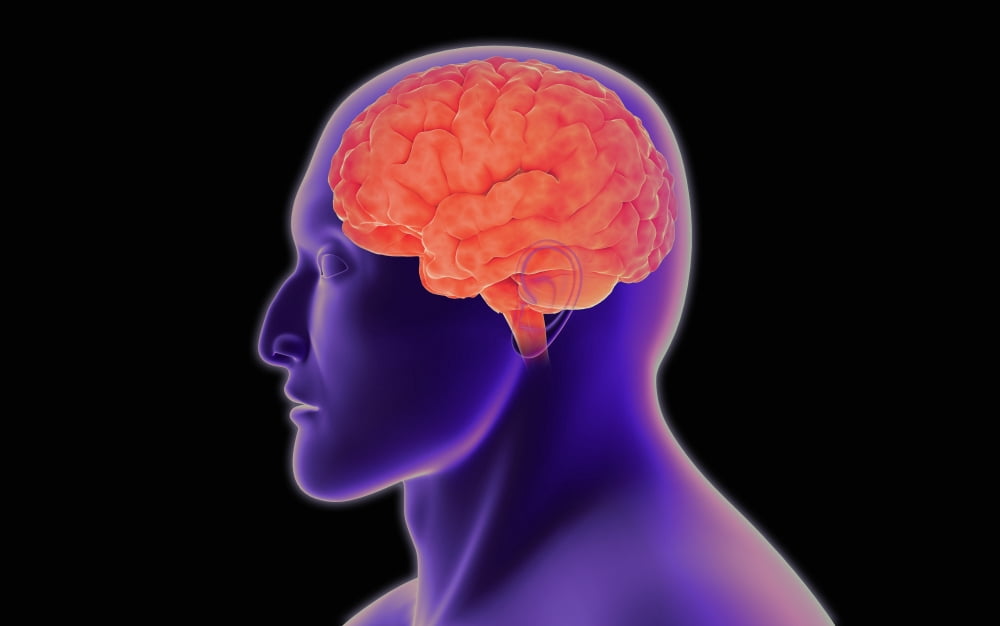 Conceptual image of human brain Canvas Art - Stocktrek Images (36 x 23)