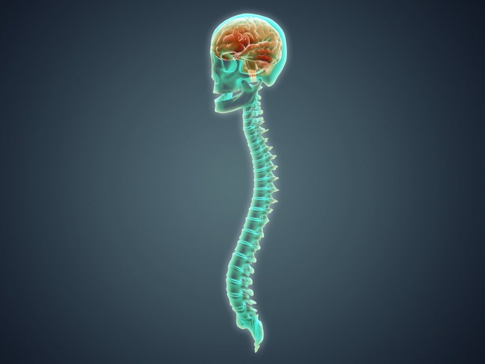 Conceptual image of human brain skull and spinal cord Canvas Art - Stocktrek Images (33 x 25)