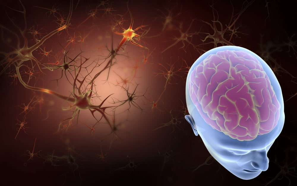 Conceptual image of human brain with neurons Canvas Art - Stocktrek Images (36 x 23)