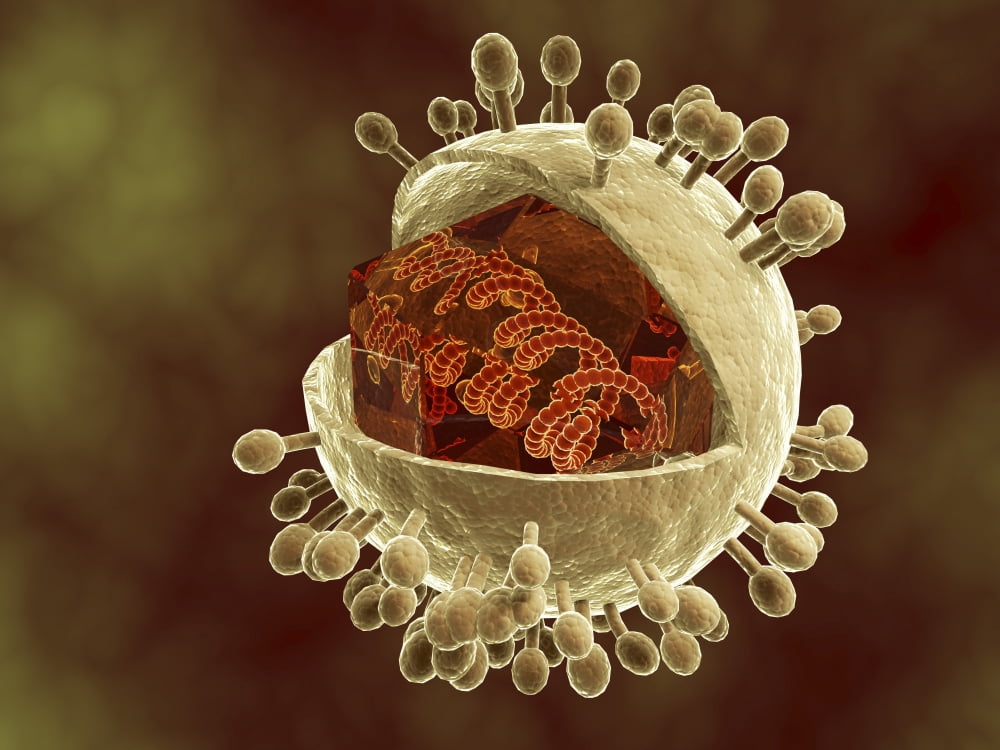 Conceptual image of human cytomegalovirus Canvas Art - Stocktrek Images (17 x 13)