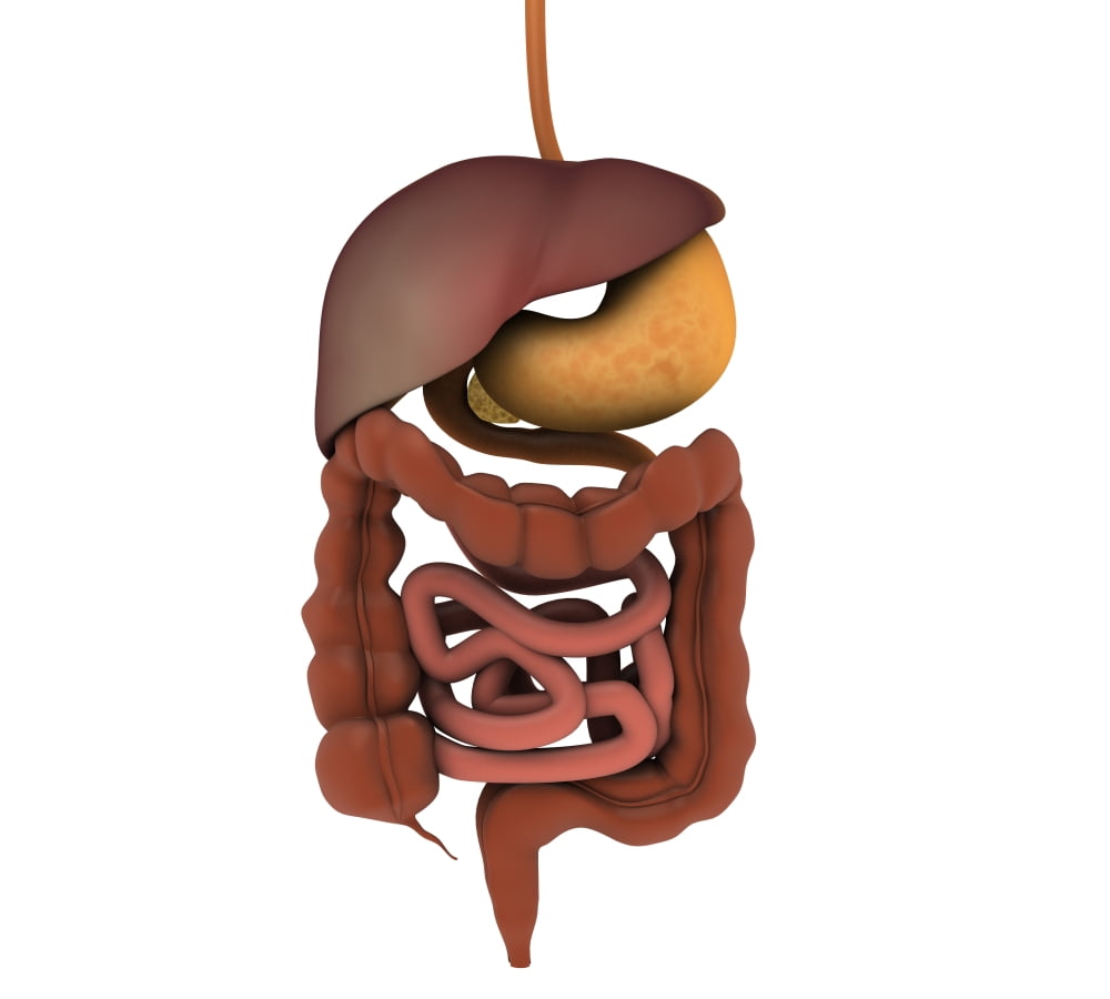Conceptual image of human digestive system Canvas Art - Stocktrek Images (30 x 27)