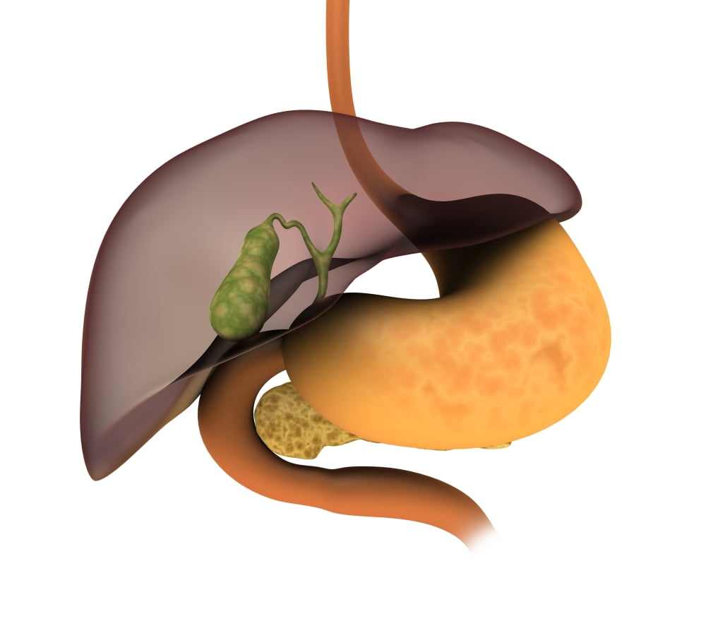 Conceptual image of human digestive system Canvas Art - Stocktrek Images (30 x 27)