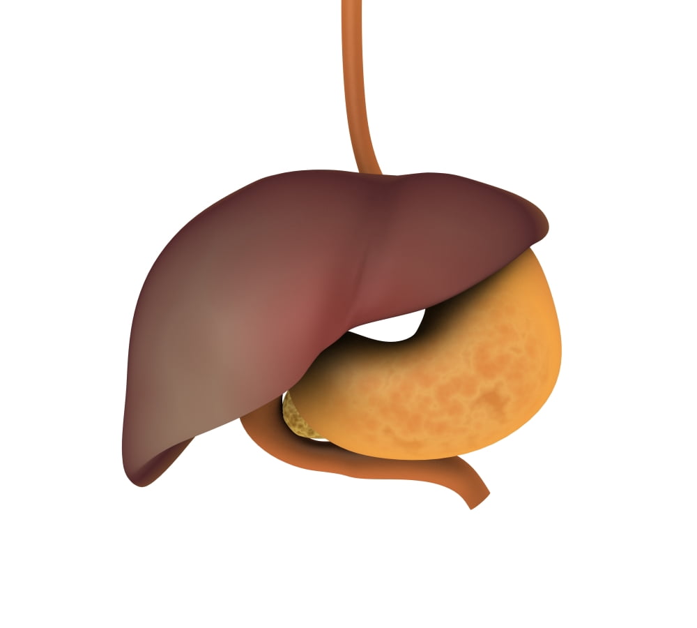 Conceptual image of human digestive system Canvas Art - Stocktrek Images (30 x 27)
