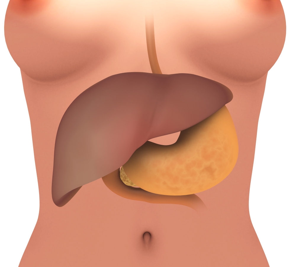 Conceptual image of human digestive system in female body Canvas Art - Stocktrek Images (30 x 27)